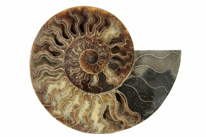 Large, Cut & Polished Ammonite Fossil (Half) - Madagascar #251080